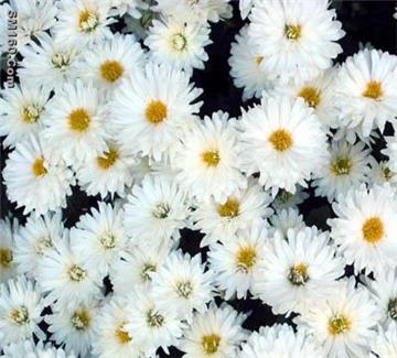 Chrysanthemum Extract