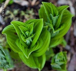 Cyclopamine (11-deoxojervine)