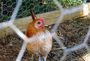 PVC Coated Chicken Wire Mesh