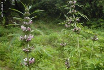 Motherwort Herb P.E. 
