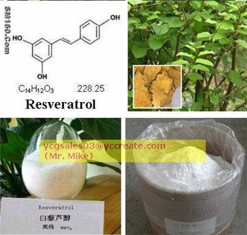 Giant Knotweed Extract