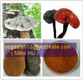 Ganoderma lucidum spore powder
