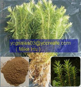 Lycopodium serratum P.E.; Huperzia Serrate P.E.