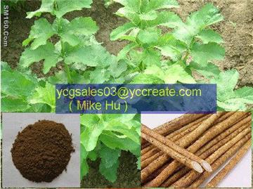Burdock Root Exract