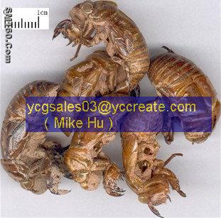 Cicada Slough/ Periostracum Cicadae (chan tui) Extract