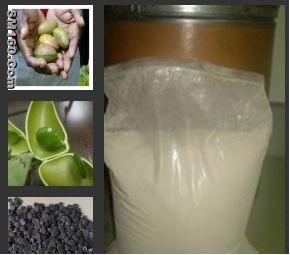 Griffonia Seed P.E. (CAS No: 56-69-9)