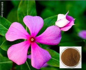 Vinpocetine-Periwinkle plant Extract