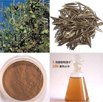 Olive Leaf Extract Oleuropein