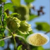 Hops Flower Extract 