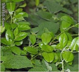 Gymnemic acid 25%, 50%, 75%, 90%