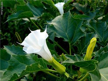 Scopolamine Hydrobromide