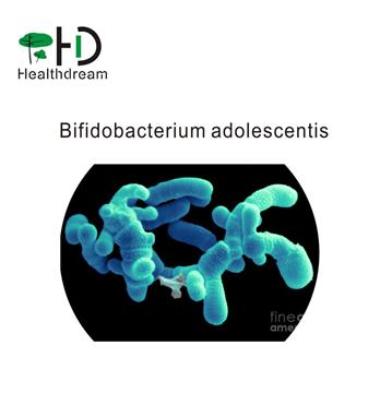 Bifidobacterium adolescentis