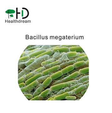 Leuconostoc mesenteroides