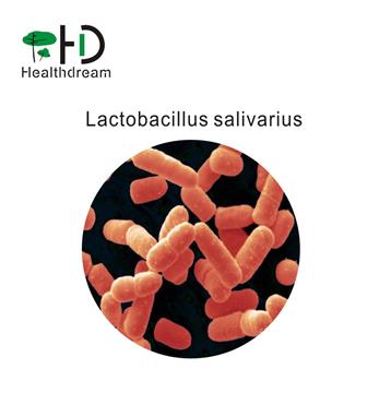 Lactobacillus salivarius