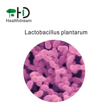 Lactobacillus Paracasei Powder