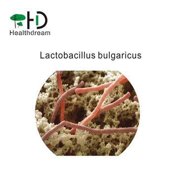 Lactobacillus bulgaricus