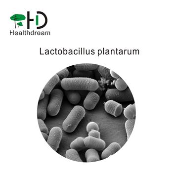 Lactobacillus plantarum