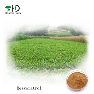 high quality resveratrol extract powder 50% bulk powder