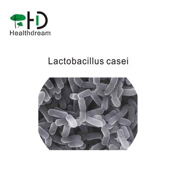11.Lactobacillus casei