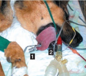 Meditech Color Monitor Pulse Oximeter for Veterinary Use