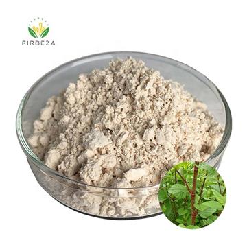 Natural Polygonum Cuspidatum Root Extract Anti Aging 98% Resveratrol